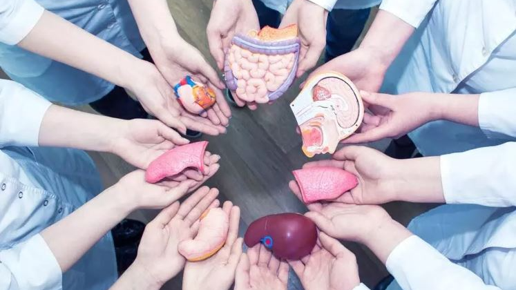 organ donation 