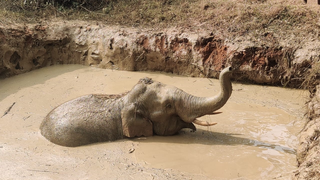Elephant rescued from slurry pond in Odisha’s Sundargarh