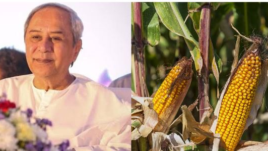 Maize production in Odisha grows to 44,730 quintal