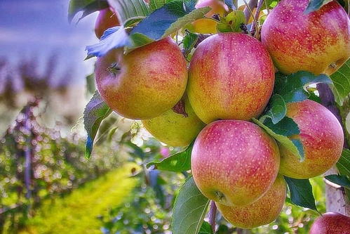 Himachal's famed apples victims of depleting snow