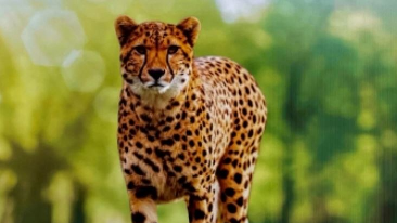Namibian cheetah Shaurya dies at Kuno