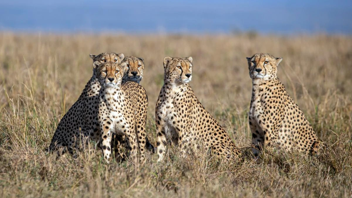 Namibian Cheetah Jwala gives birth to three cubs