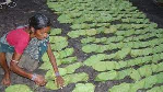 Odisha government announces 50 percent bonus for Kendu leaf pluckers