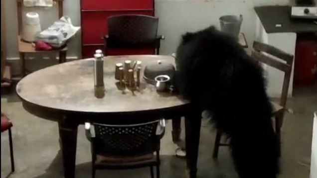 Wild bear strays in Khariar Royal Palace in Odisha’s Nuapada: Eats up dinner from the dining table