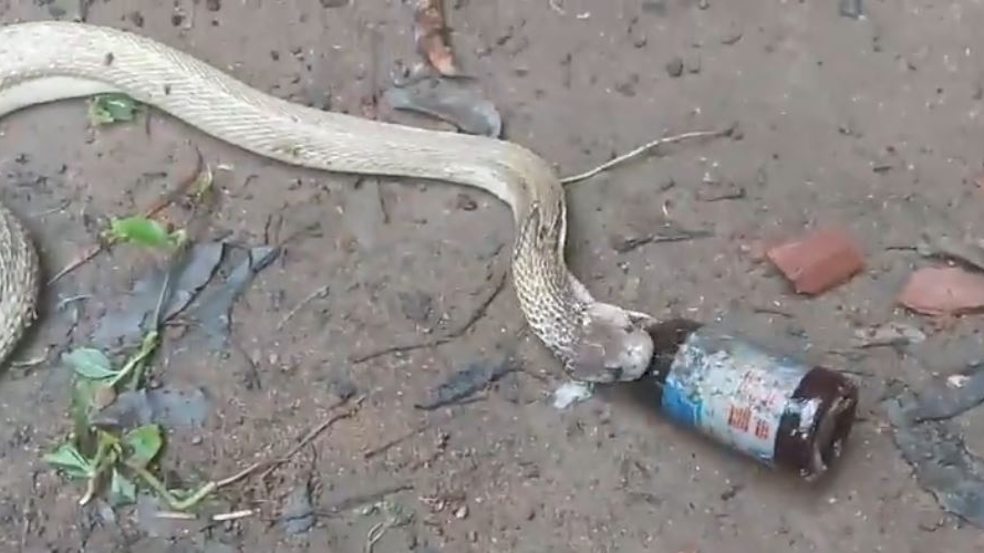 Cobra swallows syrup bottle, rescued by snake helpliner