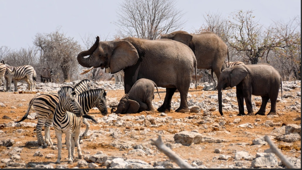 Acute food crisis in Namibia, elephants culling!