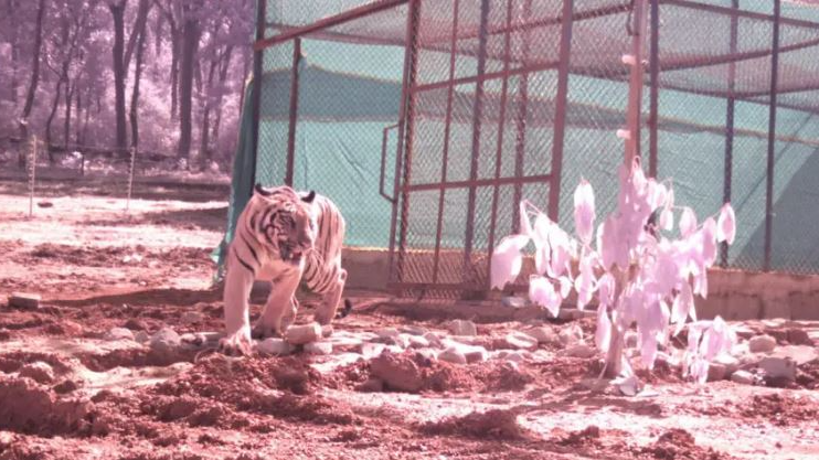 Tigress Jamuna released into Similipal wildlife reserve after it coped up with new eco system