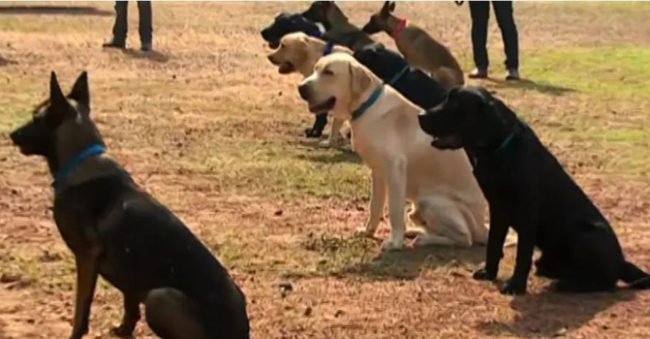 Dog squad included in Odisha Fire Services: K9 with 10 sniffers contingent to boost rescue operation