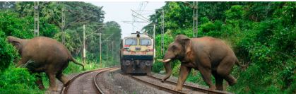 Indian railway to install AI-powered IDS & DAS system to spot elephants near tracks