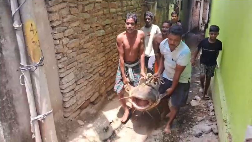 Big catch: Fishermen in Binika hunt 1-quintal rare Bodu Fish from Mahanadi, fetches Rs 3, 00000 from Kolkata-based pharma!
