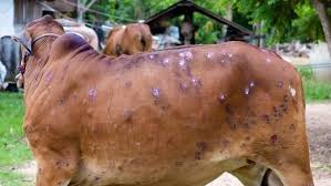 LSD infection: 251.63 lakh animals vaccinated in Odisha 