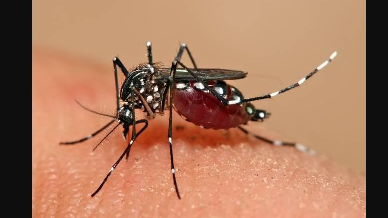 BMC has decided to impose a fine of Rs 1000 on households and Rs 5000 on institutions if potential breeding sources of dengue mosquito or larvae is found. More than 10 teams have been formed for the audit