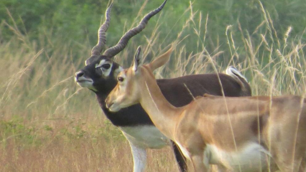 Therefore, if the government will pay attention to all these aspects, there will be no problem in the growth of black bucks in the sanctuary