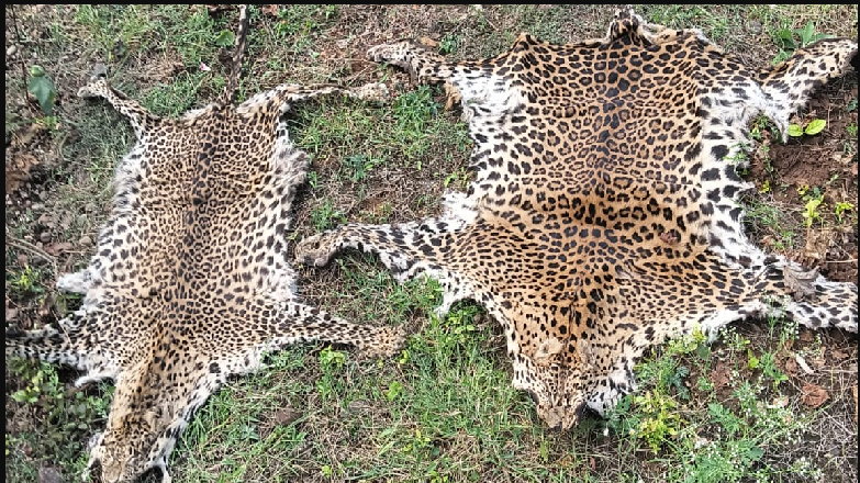 The two wildlife criminals have been identified as Bikram Majhi and Raja Majhi of Suresi under Chandrapur police limits of the district
