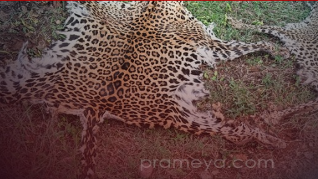 Acting on a tip-off that deals of leopard skins were underway, the STF officials conducted raids in Daspalla area of Nayagarh district and caught the two persons along with two leopard skins