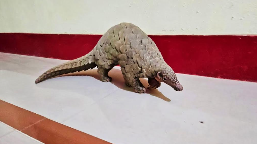 During search one Live Pangolin along with other incriminating materials were recovered from his possession. The accused person could not produce any authority in support of possession of such Live Pangolin, for which he has been apprehended