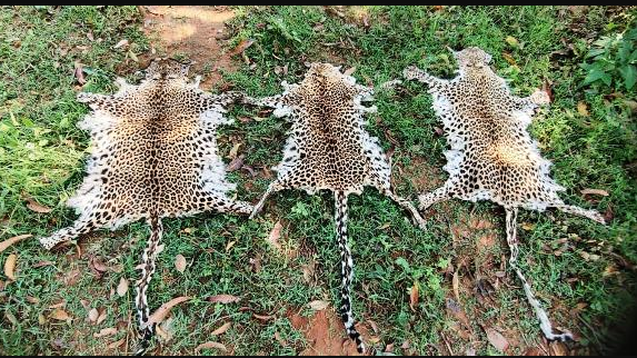Detusked elephant carcass recovered from Nayagarh forest, 3 detained