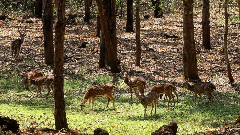 on Friday night, while a group of poachers was in the act of hunting a wild animal and transporting its meat near Manikpur within the Shimilipal Sanctuary, the Forest Department's Similipal Tiger Reserve (STR) swiftly intervened and apprehended 9 poachers
