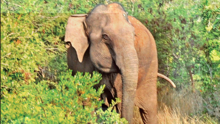  the wild elephant trampled Dehuri and killed on spot while she had gone to collect mangoes to the nearest jungle. While trying to run away, the jumbo kicked her to the ground and pressed her head under its feet
