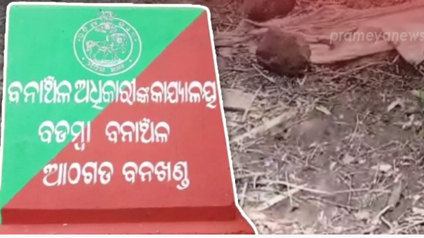 The incident occurred while the elderly woman had gone to Tanguri Reserve Forest to collect wood. While returning home, she encountered an elephant which trampled Dehuri and killed on the spot