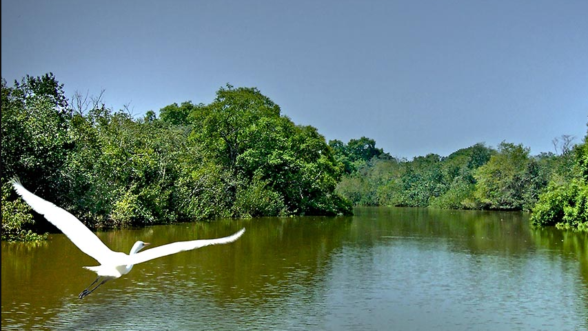 Bhitarkanika National Park is the second-largest mangrove forest in India. There are 55 different types of mangroves in the sanctuary, where migrant birds from Central Asia and Europe make their camp in peril