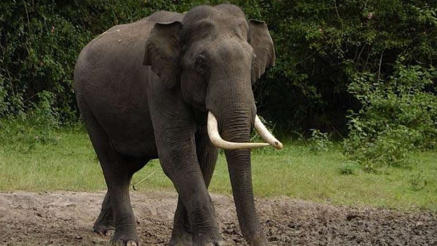 According to the information, Rabi and another youth had gone to Bandhapalli forest where they encountered the elephant. While both were attacked by the elephant, one managed to escape. Sadly, Rabi couldn't get away and was trampled by the wild animal