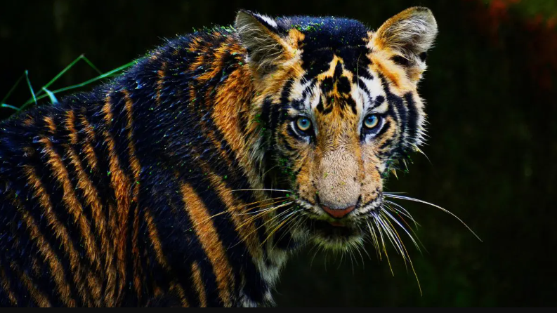 The National Tiger Conservation Authority (NTCA) has approved a new safari near Odisha's Simlipal Tiger Reserve, located 10 kilometers from Baripada in the 100-acre Manchiapada region