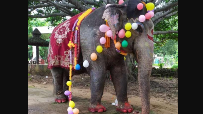 As per the forest department officials, Kharsel had been a notable figure since its capture in July 1995 in Bolangir. The elephant was notorious for its destructive behavior, including attacks on people, damage to crops, and the destruction of thousands of homes