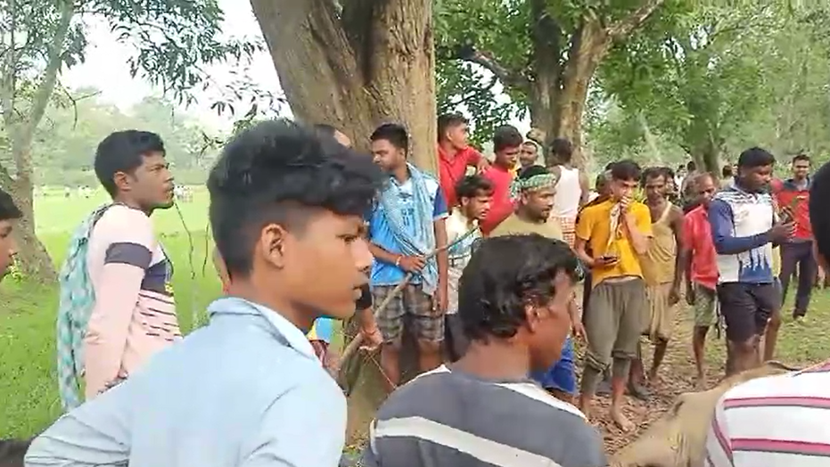  Sheelavathi ganja cultivation in Odisha