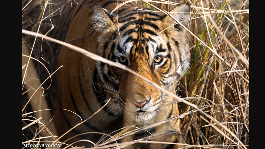 The National Tiger Conservation Authority (NTCA) has approved a new safari near Odisha's Simlipal Tiger Reserve, located 10 kilometers from Baripada in the 100-acre Manchiapada region