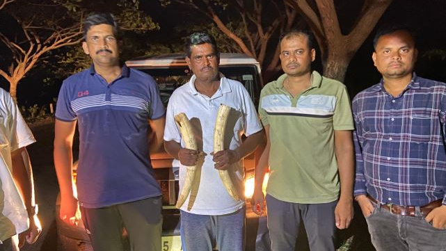 Acting on a tip-off, STF officials intercepted and arrested a wildlife trafficker identified as Pramod Parida. Two elephant tusks were recovered from his possession during the operation
