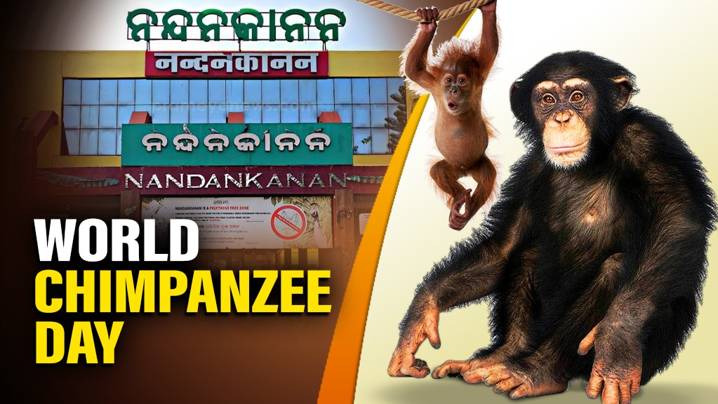 In 1998, the pair was introduced for mating, and shortly after, on May 12, Pompeta gave birth to a female infant. That single event marked the beginning of a thriving chapter in the zoo’s primate care. Over the years, the chimpanzee family grew to 15, bringing both pride and promise to the zoological community