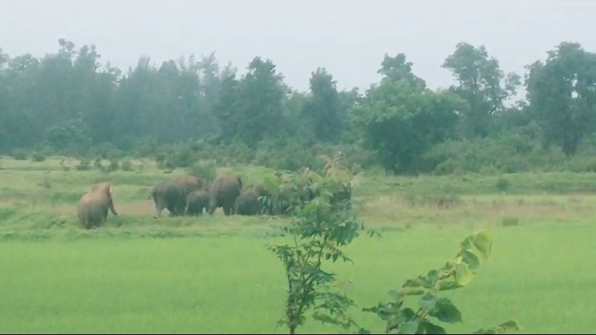 elephant, Odisha, Sundargarh