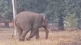 elephant, Odisha