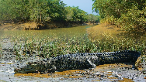 crocodiles, Bhitarkanika National Park, Odisha, Kendrapara 