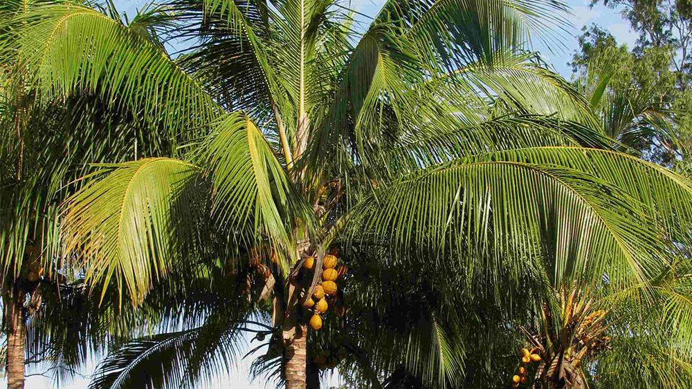 Two killed, one injured as coconut tree falls on them in Odisha’s Puri
