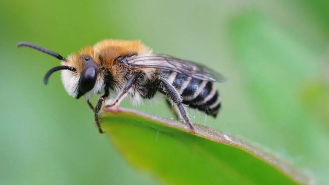 Junior engineer killed in bee attack in Odisha’s Mayurbhanj