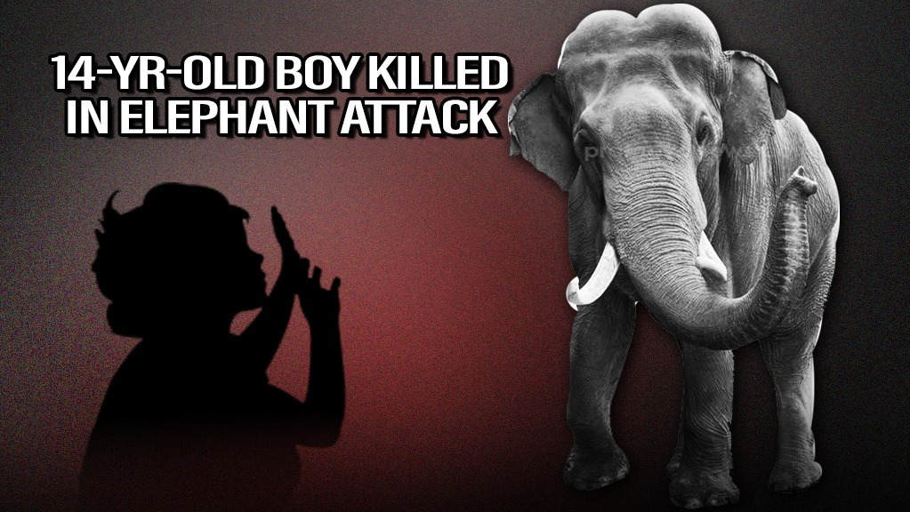 Odisha: 14-yr-old boy killed in elephant attack, mother critical