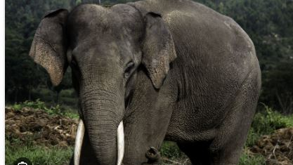 Man trampled to death by elephant in Odisha’s Angul