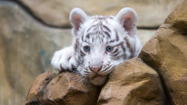 White tigress Mousumi gives birth to two cubs at Nandankanan Zoo in Bhubaneswar