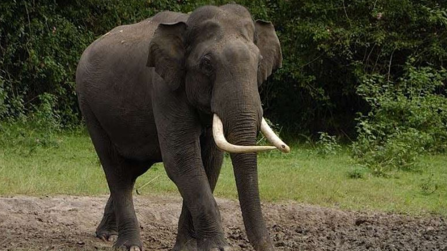 Elephant found dead in Odisha’s Dhenkanal